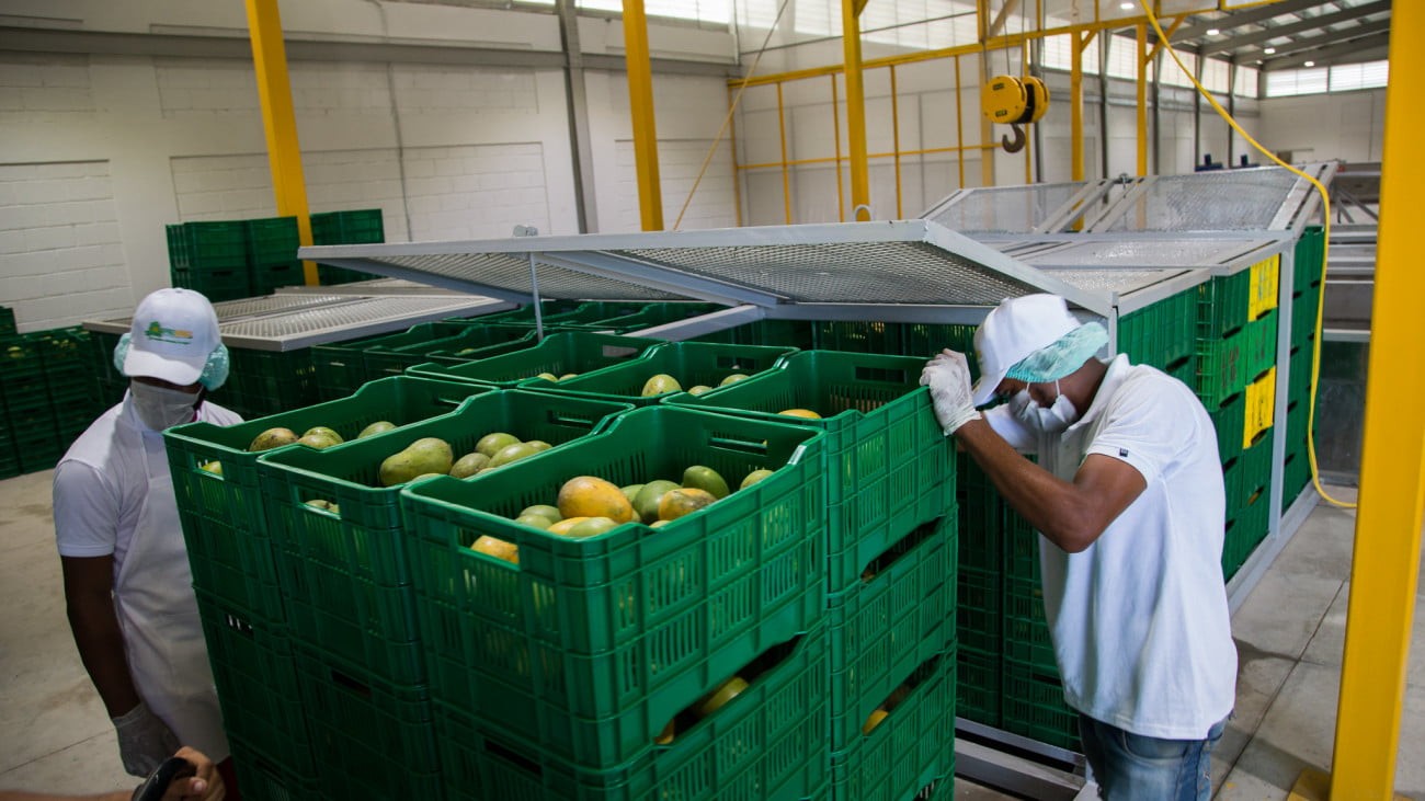 Tras entrega de moderna planta, productores de mango de Baní reciben aprobación de Departamento Agricultura de EE. UU. para exportar