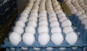 Productores de huevos dicen que inestabilidad política de Haití afecta su producción