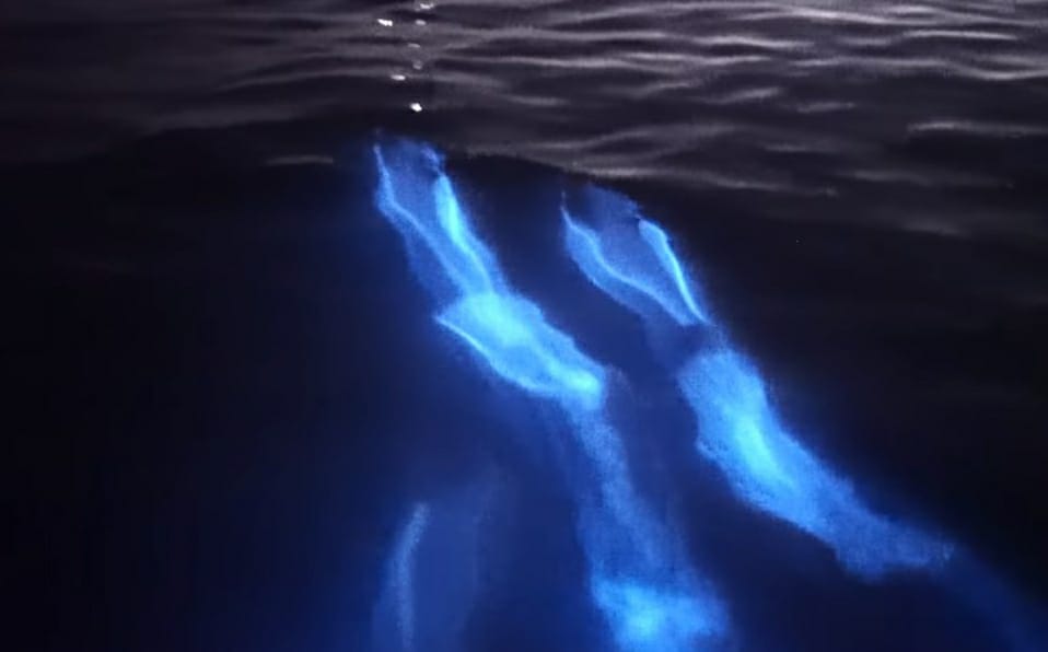 Filman a delfines "luminosos" en una playa de California