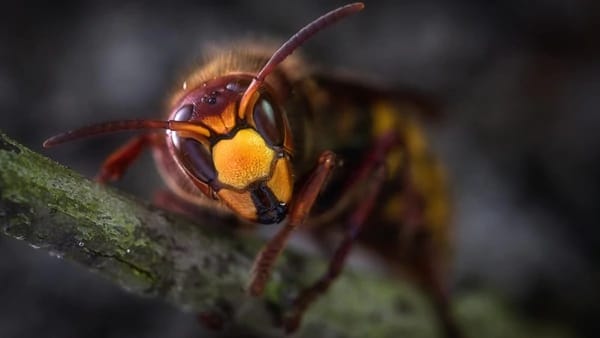 Alerta en EEUU por la llegada al país de un insecto letal: es mortal para las personas y destruye colmenas de abejas en cuestión de horas