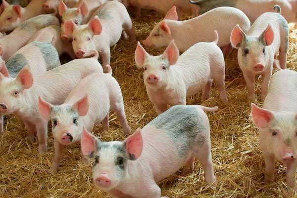 Granjeros de EE.UU. tienen que sacrificar 700.000 cerdos sanos por semana debido a la pandemia de coronavirus