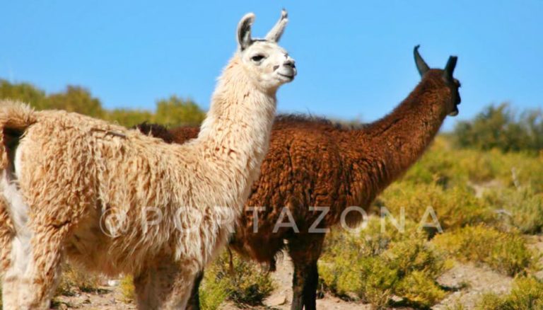 Tras buenos resultados en gallinas, Perú prueba una vacuna contra el Covid-19 en alpacas
