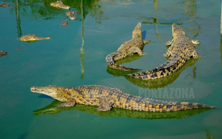 Un hombre rescata a un niño que se ahogaba en un canal lleno de cocodrilos