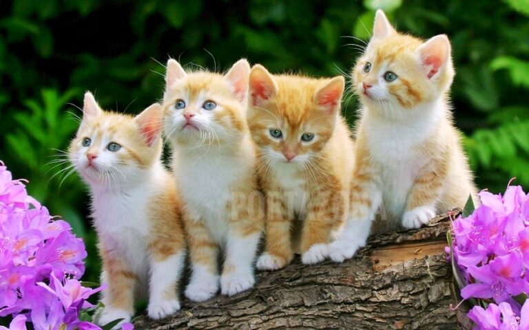 Día Internacional del Gato