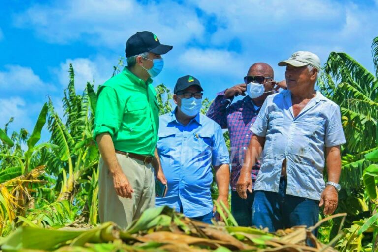 Inespre compra más de un millón de plátanos a productores afectados por la tormenta Laura