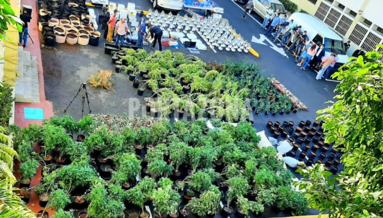 Desmantelan invernaderos para el cultivo y empaque de marihuana en Santo Domingo Este