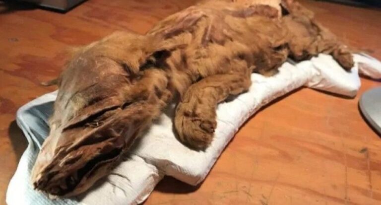 Hallan una cría de loba encerrada en permafrost del Yukón durante 57,000 años