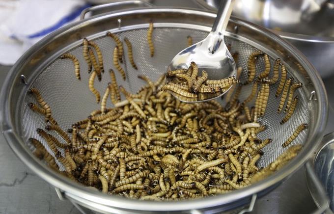 Agencia de la Uni贸n Europea dice que es seguro comer gusanos