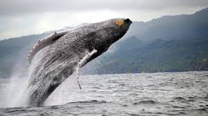 Medio Ambiente inicia temporada de observaci贸n de ballenas con estricto protocolo sanitario