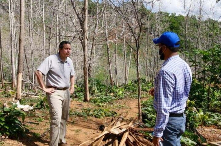 Someten a la justicia a hombre que taló más de 1,700 árboles en Yamasá