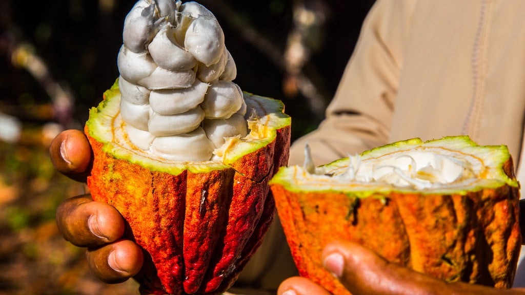 Cacao dominicano una delicia Portazona