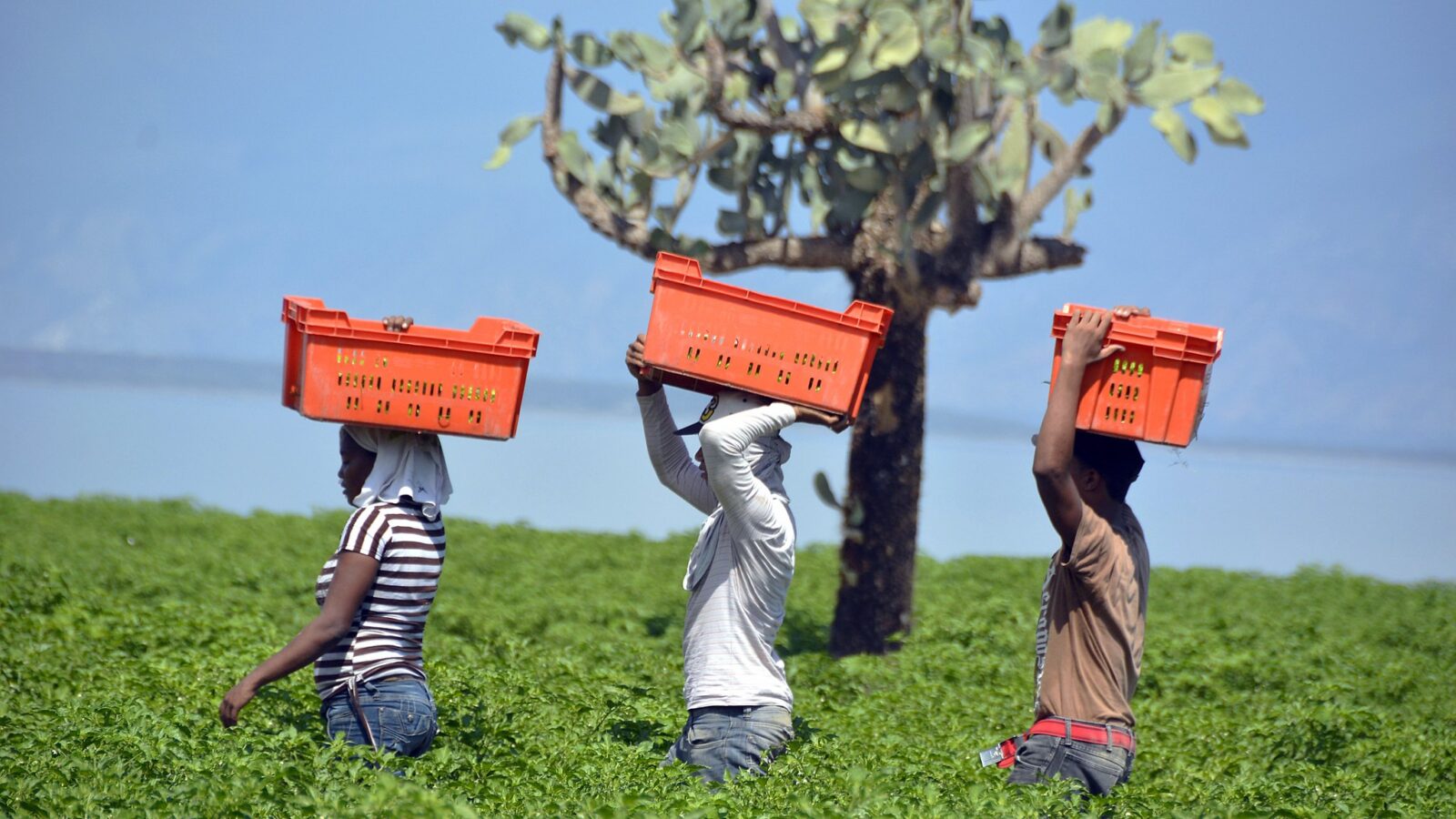 Presidente Danilo Medina felicita a agricultores, “personas que ocupan un lugar preferencial en las atenciones del Gobierno”